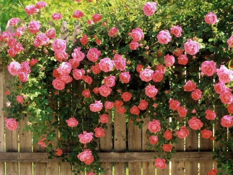 Elegant Climbing Rose Flower Seeds