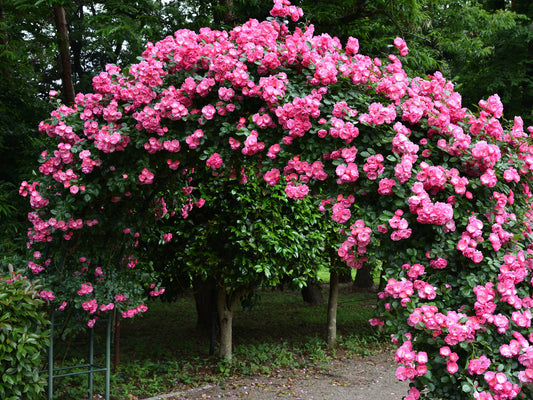 Elegant Climbing Rose Flower Seeds