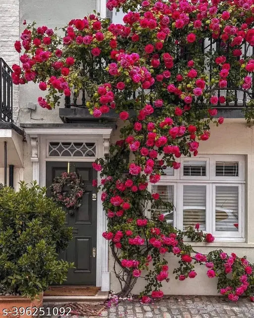 Elegant Climbing Rose Flower Seeds
